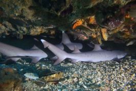 ガト島ネムリブカの写真・撮影マラパスクア