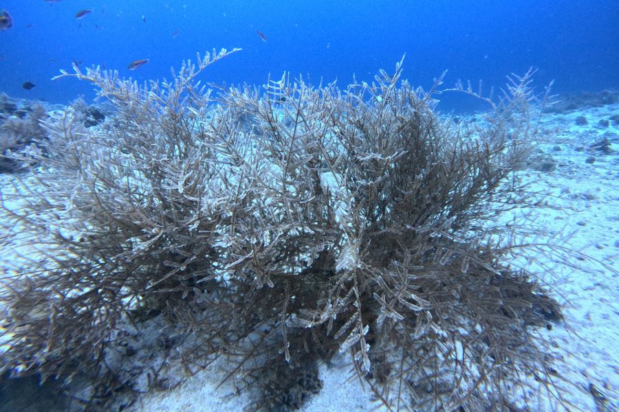 フトガヤの写真