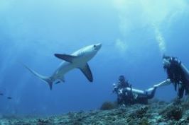 ニタリの写真・撮影マラパスクア