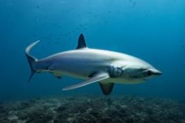 ニタリの写真・ブルーヘブン