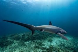 マラパスクア・ニタリ鮫の写真