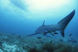 ニタリの写真・ブルーヘブン・マラパスクア