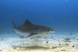 マラパスクア・タイガーシャークの写真
