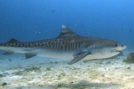 マラパスクア・イタチ鮫の写真・ブルーヘブン