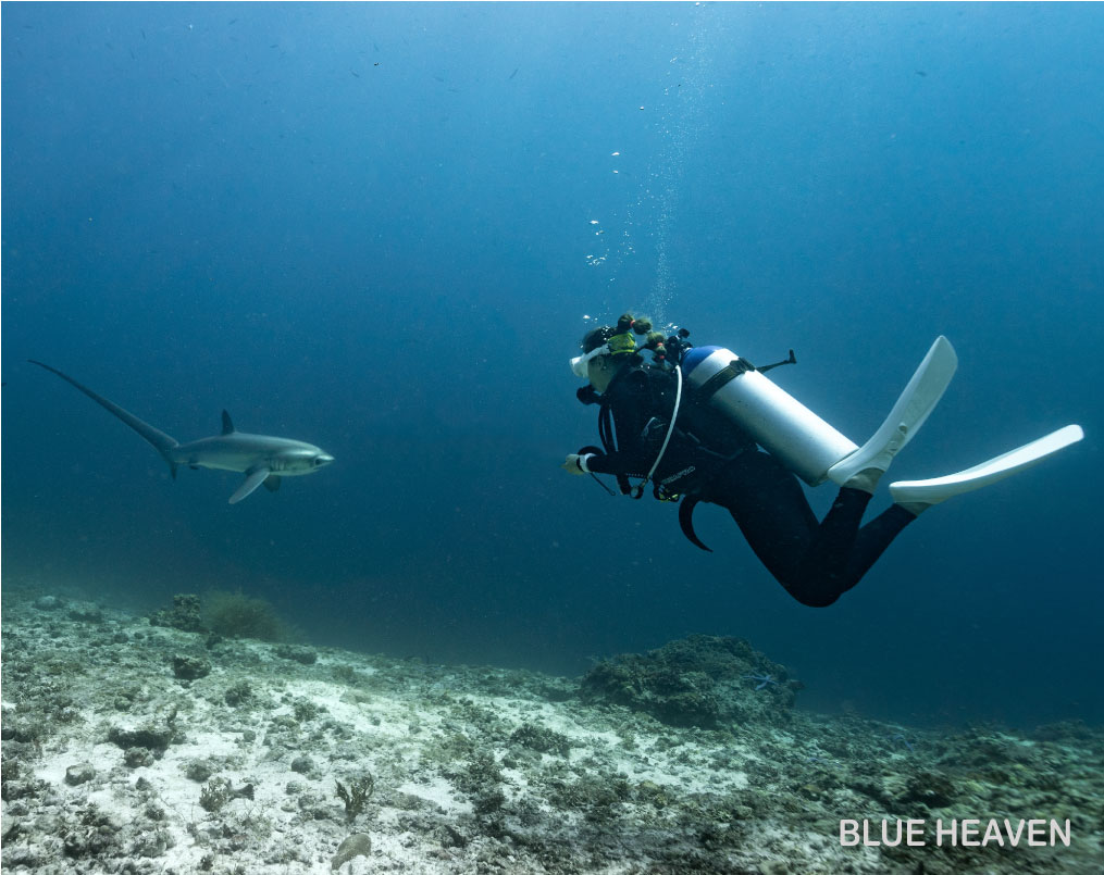 ニタリのダイビングイメージ