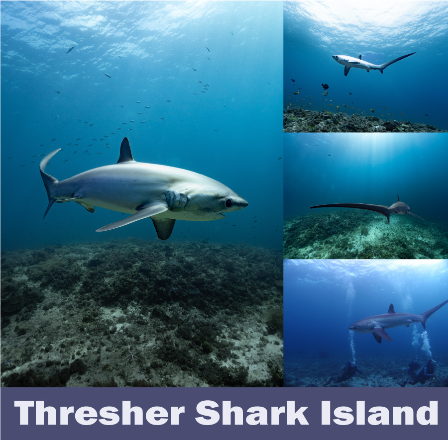 Thresher Shark ニタリ マラパスクア