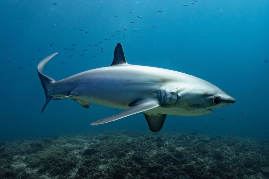 ニタリの写真inマラパスクア