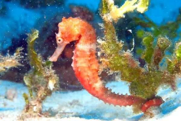 シーホースの写真・マラパスクア