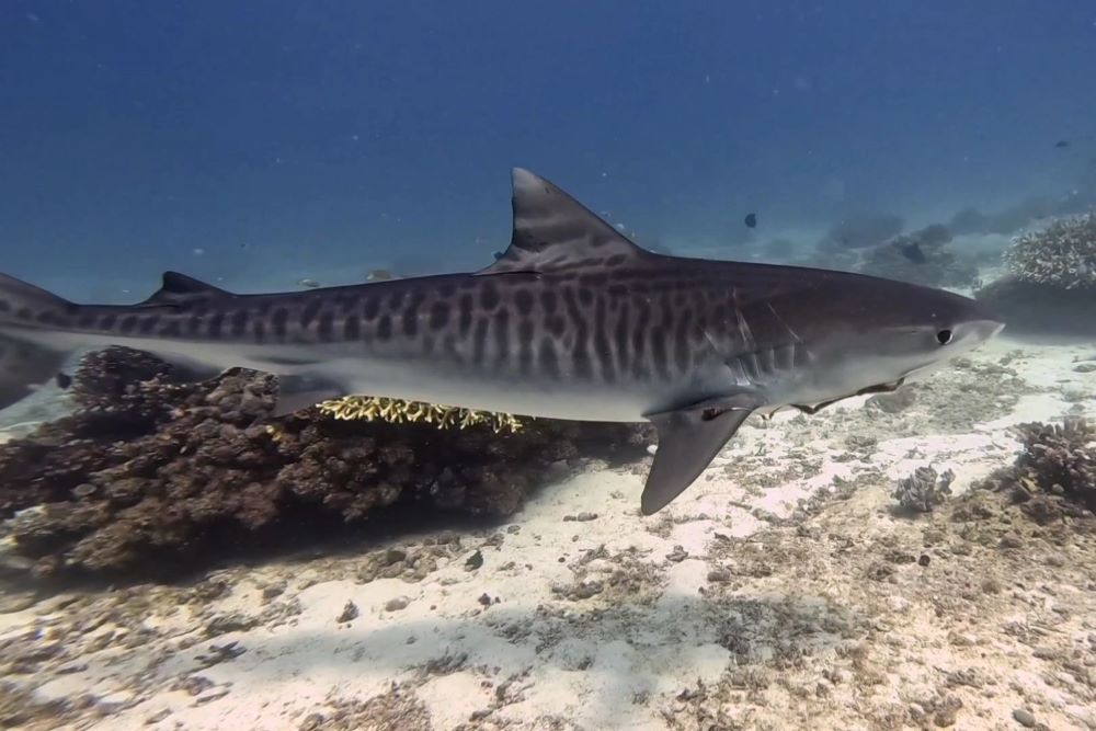 タイガーシャーク（イタチザメ）の写真・マラパスクア