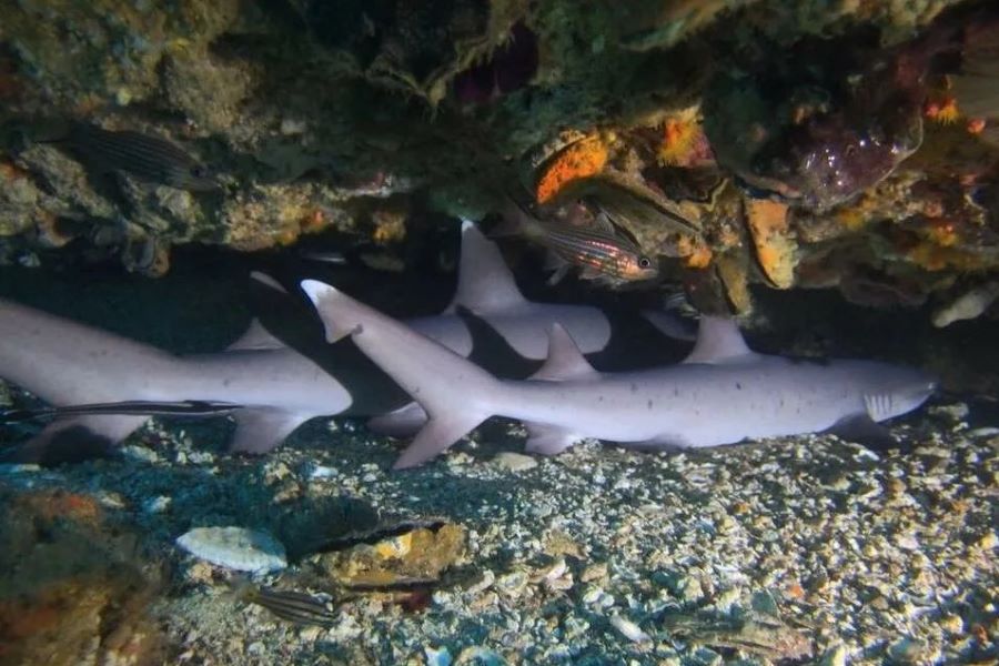 ホワイトチップシャークの写真inマラパスクア