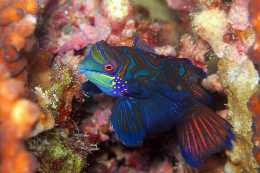 ニシキテグリ・マンダリンの写真inマラパスクア