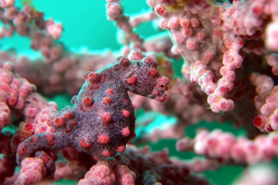 ピグミーシーホースの写真inマラパスクア