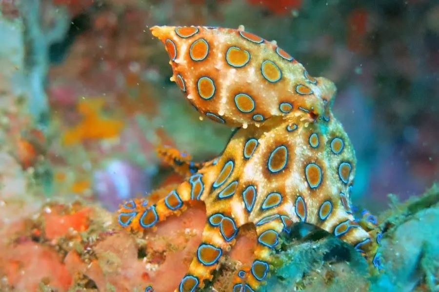 ヒョウモンダコ・マラパスクア