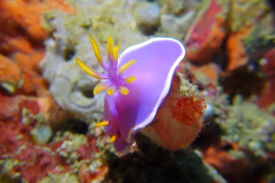 ラベンダーウミウシの写真inマラパスクア