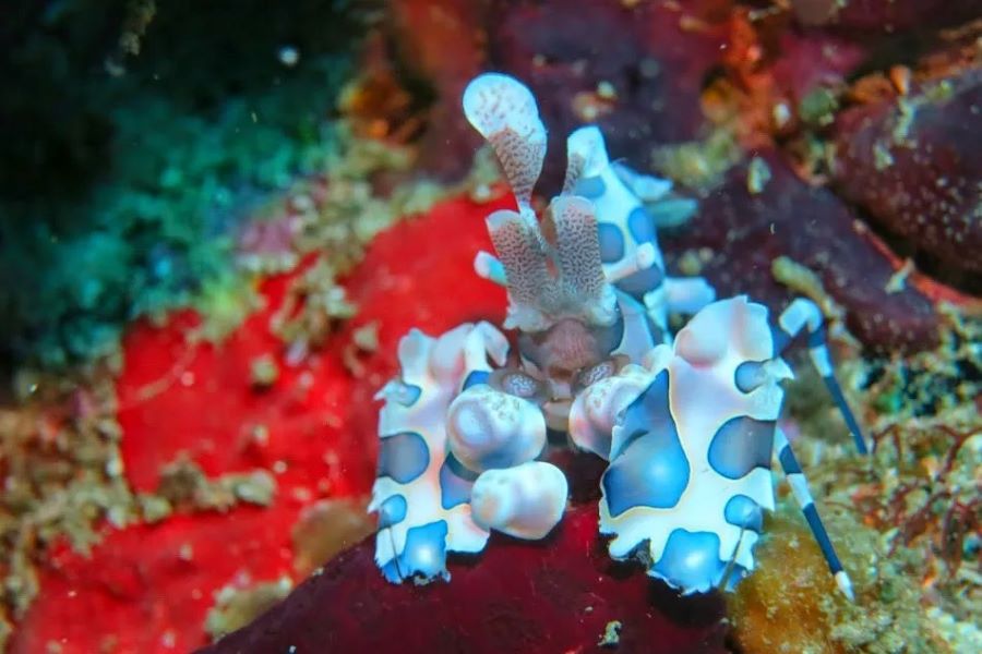 フリソデエビの写真inマラパスクア