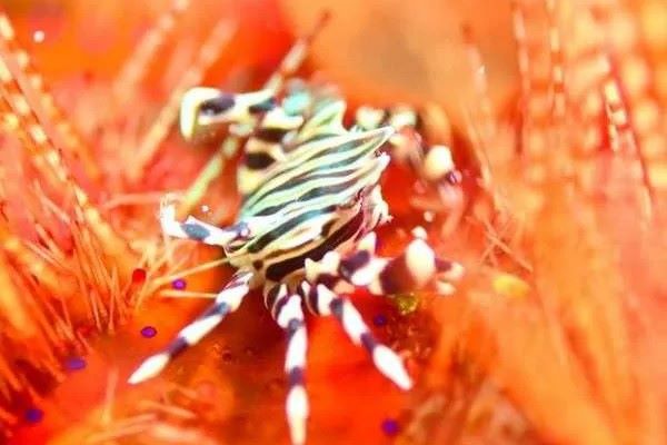 ゼブラクラブの写真・マラパスクア